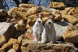 FOX TERRIER 102